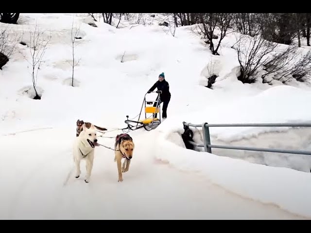 Sport&Relax in Montagna: SLEDDOG Patr