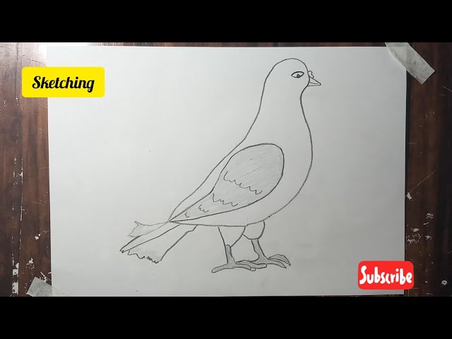 How to Draw a Pigeon Step-by-Step: Pencil Drawing Tutorial for Beginners