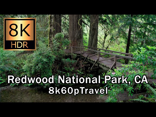 Native 8K - Tallest Trees In The World! Redwood National Park in 8K HDR!" (Subtitle facts)