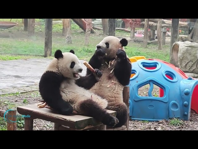 San Diego Zoo Animals at NIGHT What They Do When No One is Watching!