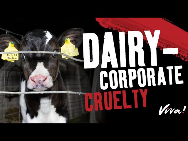 Dairy - Corporate Cruelty