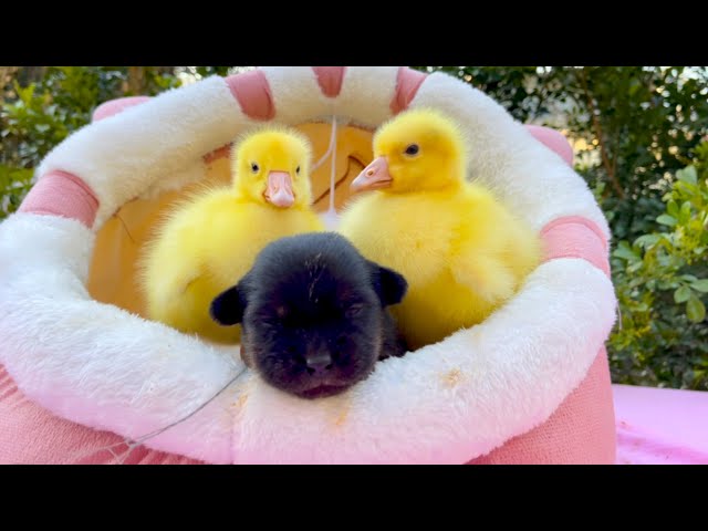 Amazing! The dog 🐶 can actually live in harmony with the goslings 🪿😍😁❤️👍