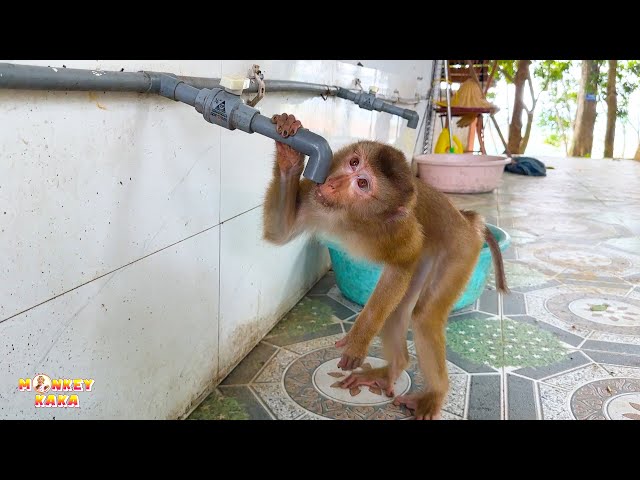 Water Sources Monkey Kaka Can Find to Drink That You Wouldn't Expect