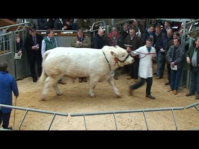 Charolais top priced seven bulls 16k - 25k Stirling Feb 2012 - www.charolais.co.uk