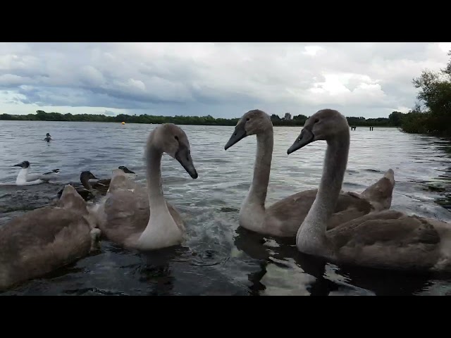 🇮🇪🦢 MUTE SWAN FAMILY🦢CYGNETS😍MALLARD DUCKS🦆GULLS🕊KINNEGO BAY🇮🇪LIKE👍subscribe🙏FULL video IN site😇Zen💓