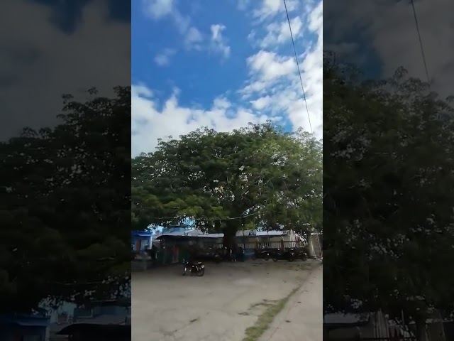 100 Years Calumpang  Tree #tree #nature  #shortvideo