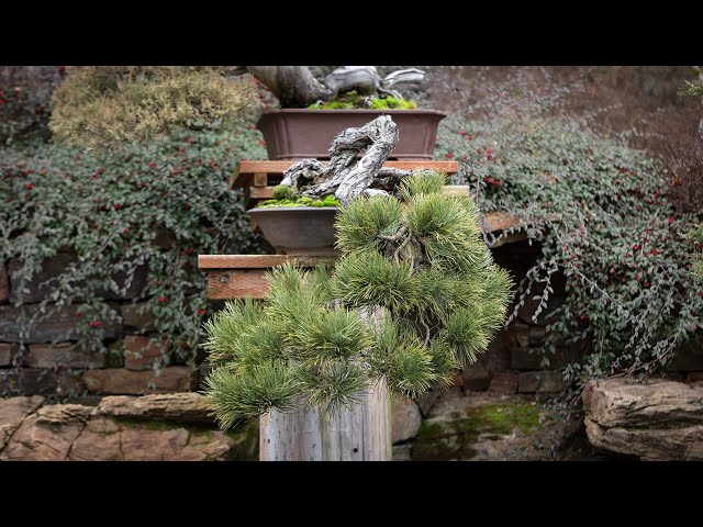 Mastering Cascade Bonsai Design: Creating Dramatic Shapes & Asymmetry