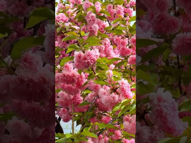 Beautiful cherry blossom tree #shortvideo #shorts