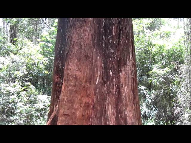 What do the Lyrebirds look like?