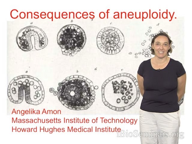 Angelika Amon (MIT and HHMI) Part 1: Review of the Study of Aneuploidy