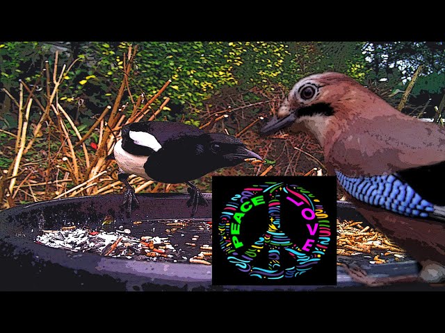 Magpie and jay ☮️