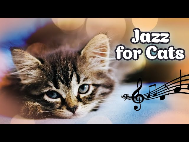 ♬ Relaxing Jazz Music for Cats ♬ Jazz for Cats 20 hours