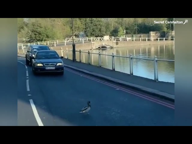 Duck crossing the road at Carshalton Ponds