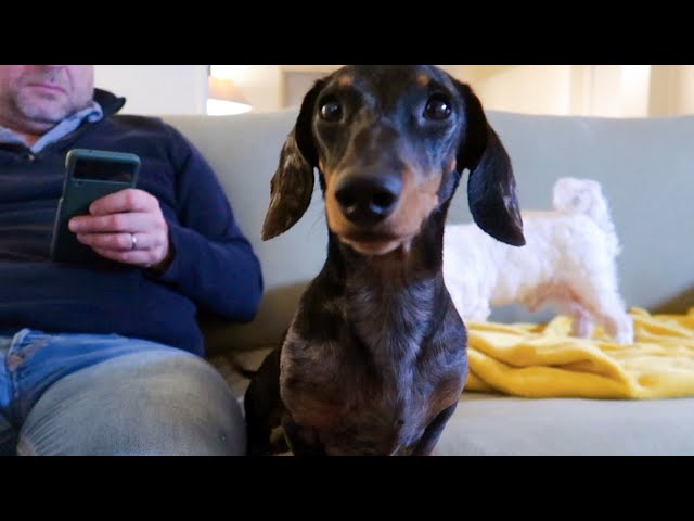 WHAT TO KNOW BEFORE SLEEPING WITH A MINI DACHSHUND