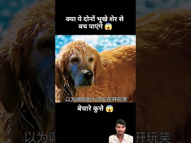 क्या कुत्ते शेर से बच पाएंगे😱#short #anime #movie #recap #facts #animals #amazingfacts #factsinhindi