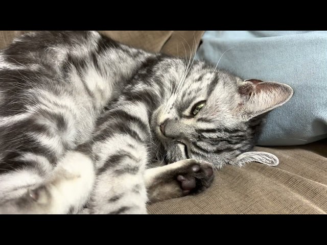 [Relaxation ASMR] 1 hour endurance cat purring sound.