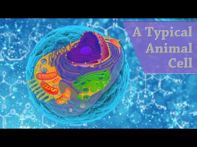 A Typical Animal Cell