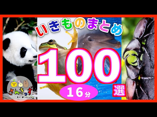 【子供が喜ぶ・生き物アニメ100選】動物園 水族館 の生き物や たくさんの昆虫たちが100種類が登場するよ★生き物の名前を覚えよう◎ どうぶつ 海のいきもの むし【子供向け知育動画】