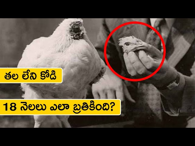 తలలేకుండా 18 నెలలు బ్రతికిన కోడి | Mike the Headless Chicken