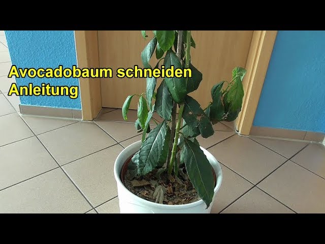 Avocadobaum richtig schneiden – ANLEITUNG   /  Avocado Baum zurückschneiden / beschneiden