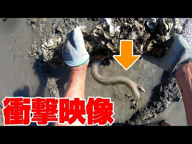 (ENG SUB)My Dad caught Big Eels Only By Hands!!