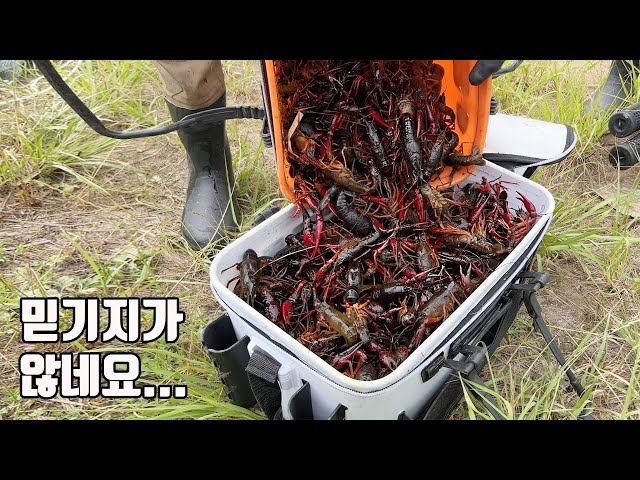 ※양식장이 아닙니다!! 통발을 던진지 하루만에 미국가재  700마리가 넘게 잡혔습니다..너무 충격적이어서 말이 안나오네요..