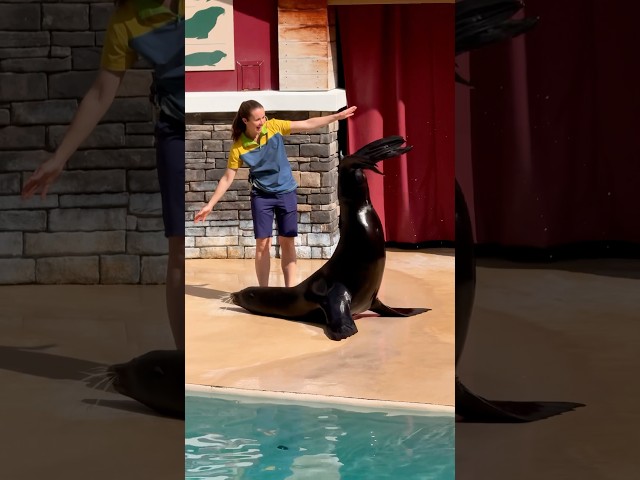 Watch what the Sealion does at the end 🤣💀 Seaworld Orlando #seaworld #seaworldorlando #sealions