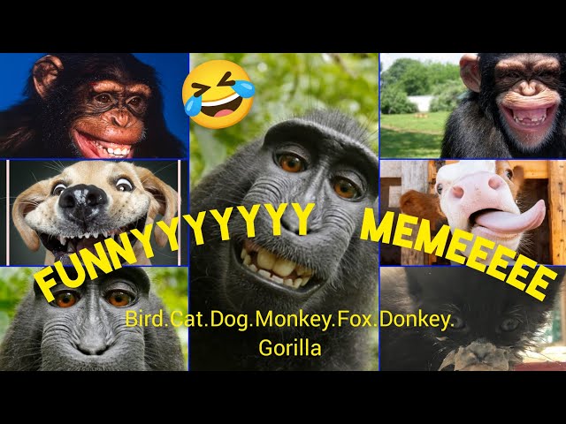 Animal crazy funny moments 2024🤣🤣🐒🐈🐂