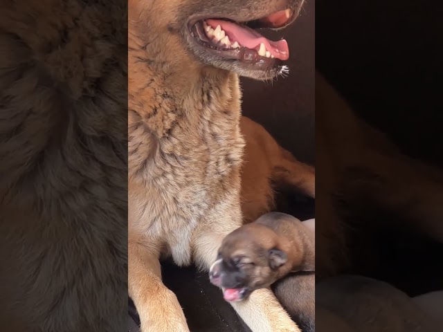 Puppy Struggles for Mother Dog Attention! 🍼 #rescuedogsofinstagram #cutepuppy #puppylife