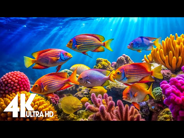 Aquarium 4k VIDEO (ULTRA HD)  - Captivating Moments with Beautiful Coral Reef Fish - Relaxing music