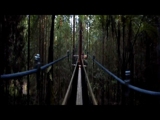 Rotorua Redwoods Treewalk