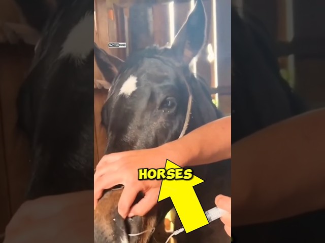 This Baby Horse Is Crying... But the Reason Will SHOCK You! 🐴😭