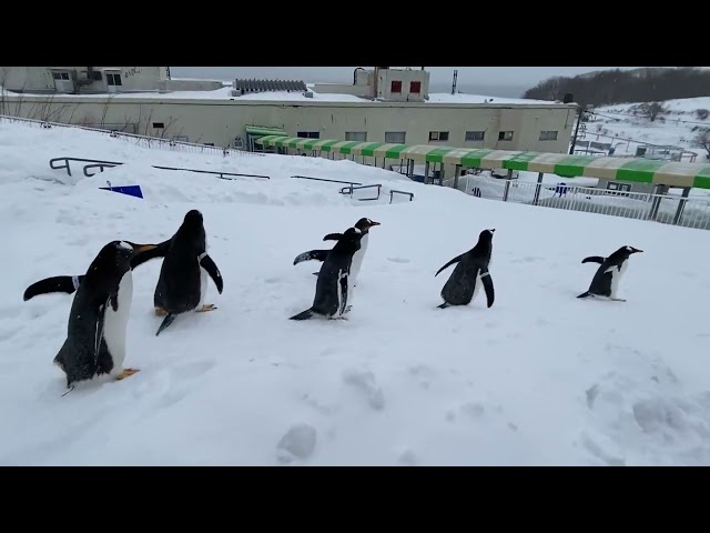 おたる水族館 ジェンツーペンギンの雪中さんぽ 冬 お帰り