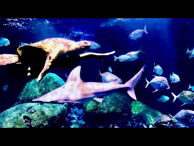 Relaxing music with sea turtles & sharks