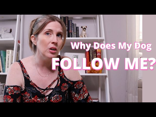 Why Is My Dog Following Me? How Do I Get My Dog To Stop Following Me?