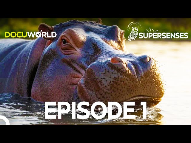 The Secret Language of Nature |  Super Senses Episode 1: Communication