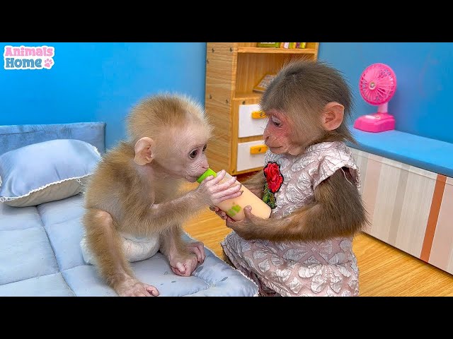 🔴 BiBi Animals Home Live 24/7 | Monkey Baby BiBi Farmer BiBi obedient take care of her friends