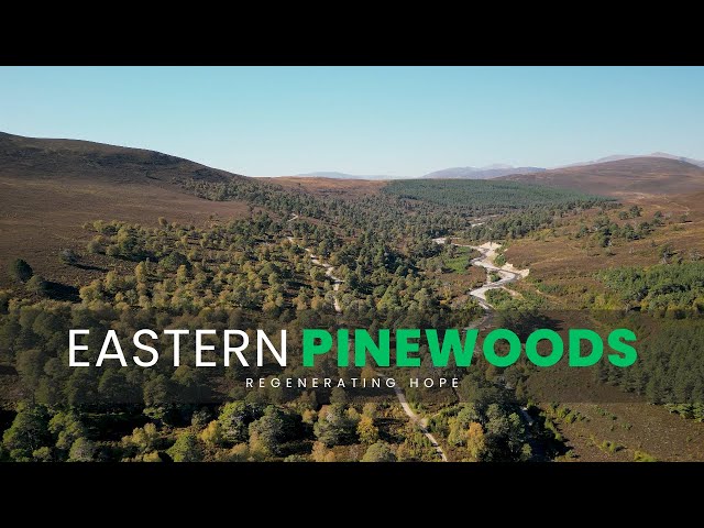 Eastern Pinewoods | Regenerating Hope (Part.2)