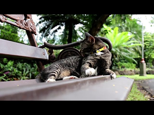 Cute Cat and Kitten Video with Music