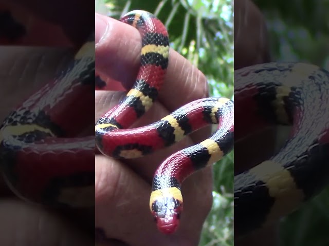 Scarlet Kingsnake (Lampropeltis elapsoides) #snakes #herping #wildlife #Kingsnake #florida