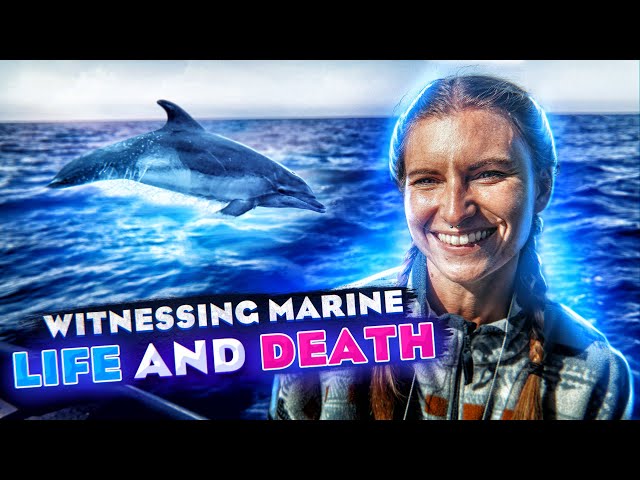 Marine Life Conservation and Research 🐬