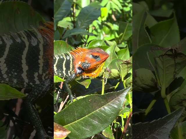 Bentota River Safari #lizard #srilanka #viral #nature #shorts #russia #trending 🦎🦎🦎