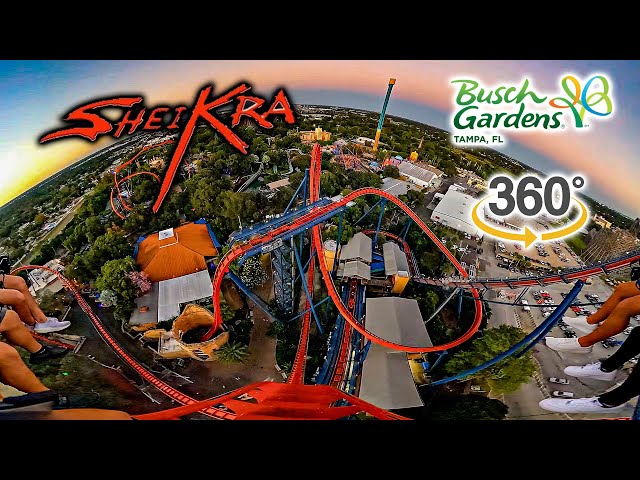 VR 360 Sheikra Roller Coaster On Ride Front Row POV Busch Gardens Tampa 2023 10 31