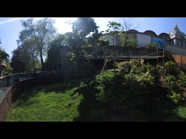 360° stokstaartjes - Zoo van Antwerpen