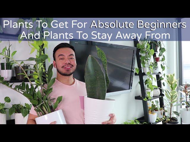 3 Easy Indoor Plants for Absolute Beginners and 3 Difficult Plants to Stay Away From