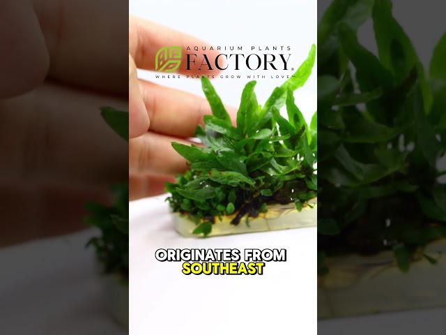 Java Fern Tissue Culture from Aquarium Plants Factory®