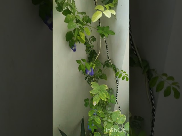 Flowers#greenery #greengarden #gardenplants