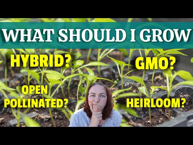 HEIRLOOM VS OPEN POLLINATED VS HYBRID SEEDS