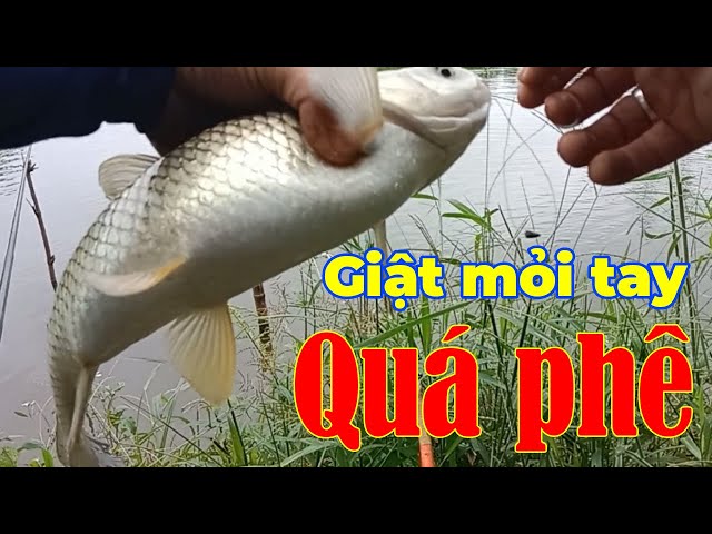 Câu rô phi gặp ổ cá trắm giật sướng tay #fishing #cauca #caudai