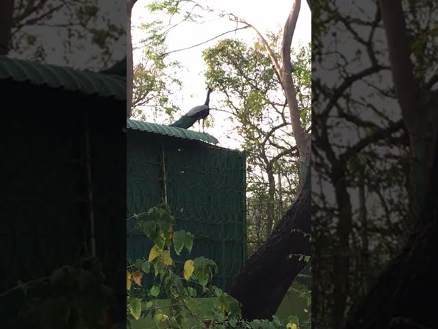 🤩Peacock 🦚spotted in Pachaimalai Hills, Chennai - Sriram’s View is live🍃